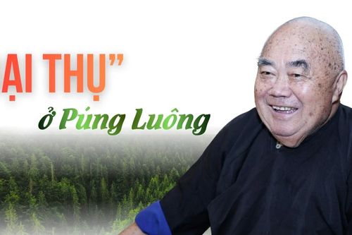 'Đại thụ' ở Púng Luông