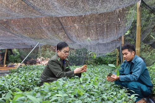 Vườn ươm vào vụ, sẵn sàng cây giống trồng rừng