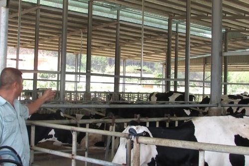 Mở rộng địa bàn chăn nuôi bò sữa