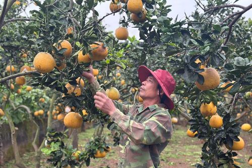 Vùng bưởi Du Long 'thắp lửa' đón Tết