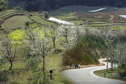 Về miền hoa lê
