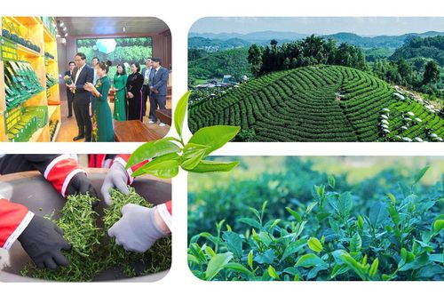 Trà Thái Nguyên lan tỏa bản sắc trong hội nhập