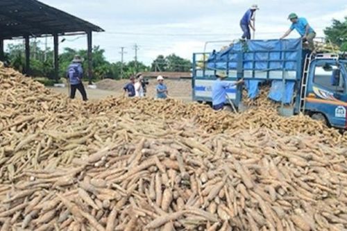Thúc đẩy truy xuất nguồn gốc sắn, đáp ứng yêu cầu của thị trường quốc tế