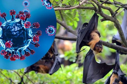 Bộ Y tế thông báo khẩn về tăng cường giám sát phòng, chống dịch bệnh do virus Nipah
