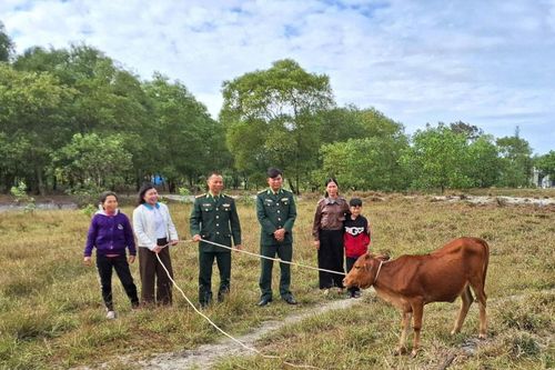 Quảng Trị: Ra mắt mô hình 'Bò giống quay vòng' hỗ trợ phát triển kinh tế