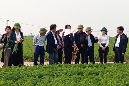 Hải Phòng: Bảo đảm chất lượng cà rốt cho xuất khẩu