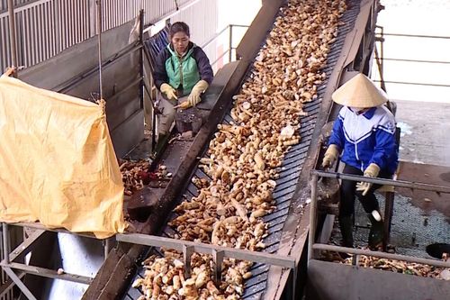 Ngành sắn đẩy mạnh chế biến sâu, giữ vững thị trường xuất khẩu