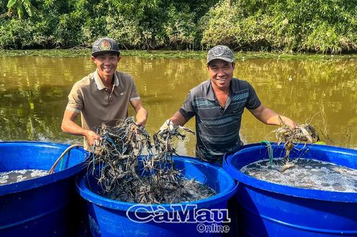 Xuân về trên những cánh đồng