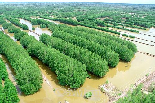Bảo vệ và phát triển rừng ngập mặn - Hướng đi bền vững