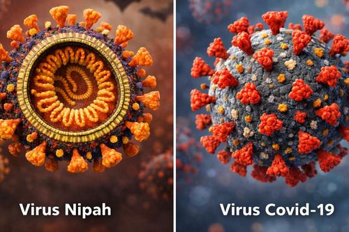 Virus Nipah và COVID-19 giống và khác nhau thế nào?