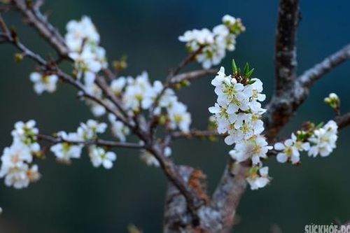 Bản Chu Va phủ trắng 'hoa tuyết'