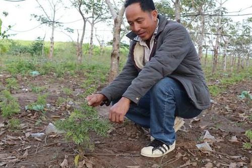 Trồng dược liệu dưới tán cây lâu năm mang lại sinh kế bền vững cho người dân