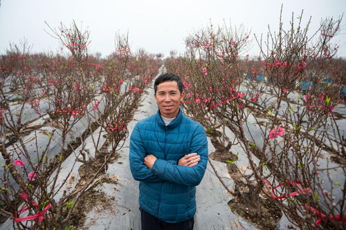 Nông dân trồng đào bước vào mùa quan trọng nhất năm