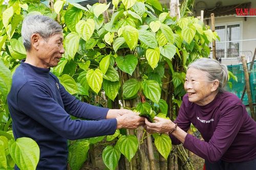 Độc đáo làng trầu tiến vua hàng trăm năm tại Hà Tĩnh