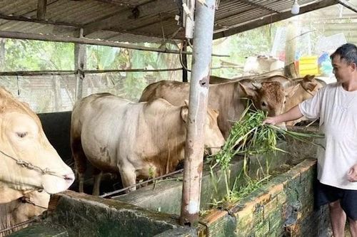 Hơn 6.000 tỷ đồng hỗ trợ hộ nghèo, khó khăn phát triển sản xuất kinh doanh