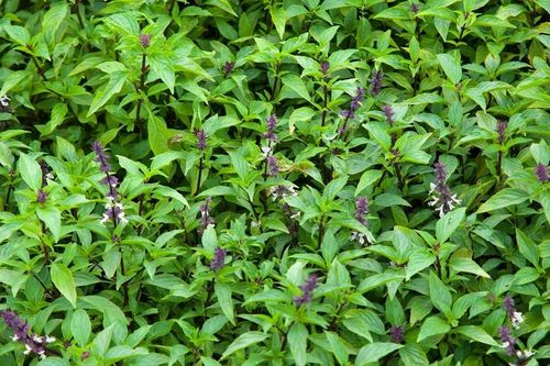 Không chỉ là gia vị, rau húng quế giúp dạ dày 'dễ chịu' hơn