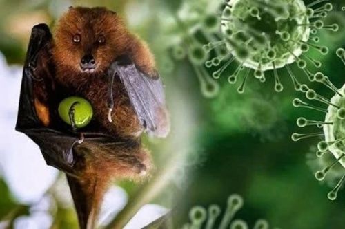 Bộ Ngoại giao thông tin về tình hình dịch bệnh do virus Nipah tại Việt Nam