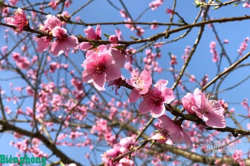 Mô hình trồng đào rừng - một mũi tên trúng nhiều đích