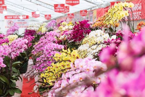 Lan hồ điệp bạc triệu 'nhuộm' sắc Hà Nội những ngày cận Tết 2026
