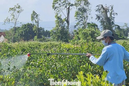 'Canh bạc' khó lường ở làng hoa Đắk Lắk vừa bị bão lũ quật tả tơi