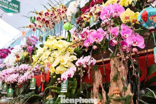 'Nữ hoàng của các loài lan' giá trăm triệu khoe sắc trên phố Hà Nội