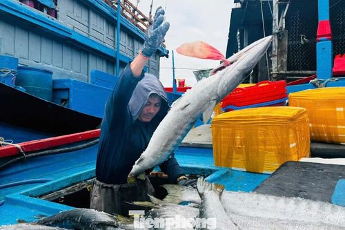 Khoang đầy cá, túi rủng rỉnh tiền, ngư dân Quảng Ngãi rộn ràng đón Tết