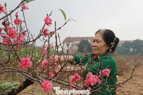 Nông dân trồng đào đất Tổ điều tiết để hoa nở đúng những ngày Tết