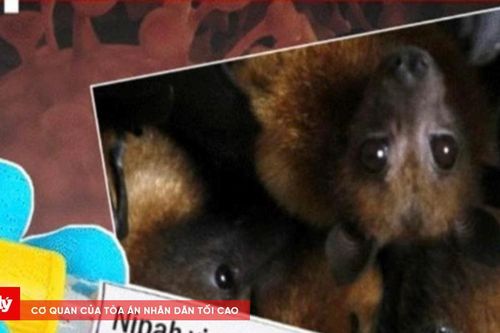 Ninh Bình tăng cường giám sát, phòng chống dịch bệnh do vi rút Nipah