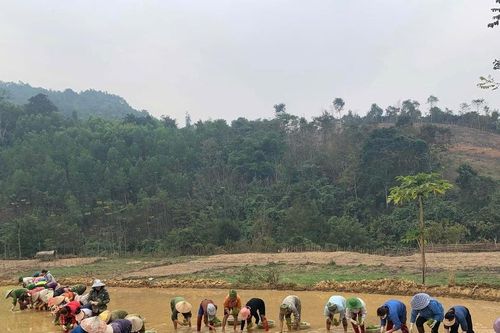 Phụ nữ vùng cao Nghệ An hỗ trợ nhau cấy lúa vụ Xuân kịp khung thời vụ