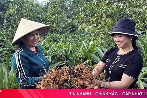 Riềng đỏ dễ trồng, mang lại thu nhập ổn định cho người dân vùng thượng