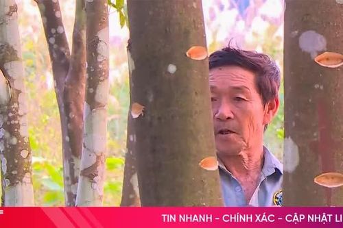 Nghề lạ xứ trầm: Tạo vết thương để 'đánh thức' trầm hương
