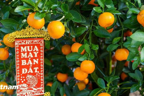 Quất cảnh Hội An Tây hối hả xuống phố đón Tết Bính Ngọ 2026