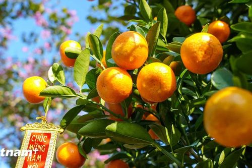 Sắc vàng hồi sinh nơi 'thủ phủ' quất cảnh Hội An sau mưa lũ lịch sử