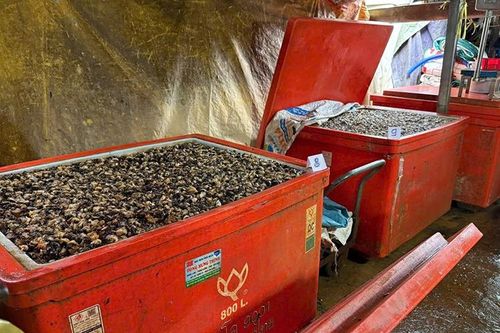 Ăn phải ốc chứa 'thủy tinh lỏng' nguy hiểm thế nào?