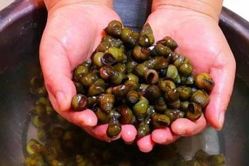 '3 nên 2 không' khi chọn ốc ngon không lo ngậm hóa chất