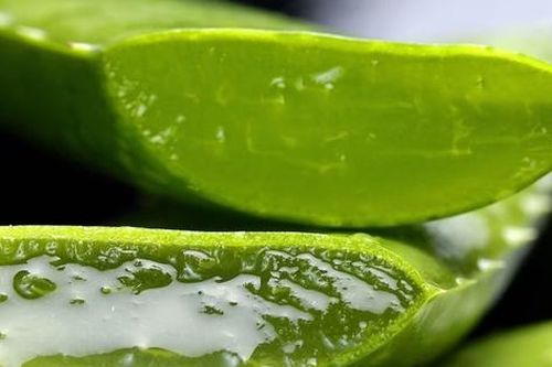 Loại cây ví như 'thần dược' cho sức khỏe, hóa ra người Việt lại chỉ trồng làm cảnh