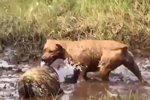 Tấn công nhím, chó pitbull nhận bài học nhớ đời