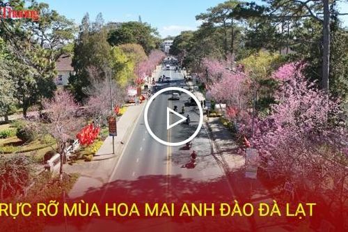 Rực rỡ mùa hoa mai anh đào Đà Lạt