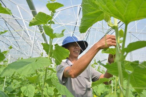 Nhân rộng mô hình kinh tế hiệu quả
