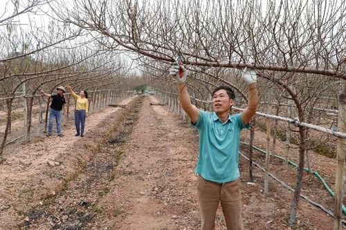 Bắc Ninh: Đồng làng ngập sắc hoa xuân