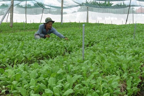 Phát triển bền vững ngành hàng rau màu