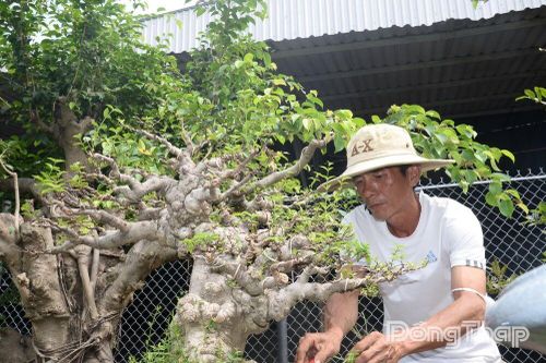 Nhà vườn vào cao điểm chuẩn bị hoa, kiểng đón Tết Nguyên đán