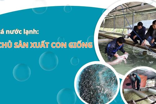 Nuôi cá nước lạnh: Làm chủ sản xuất con giống