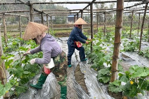 Liên Sơn chuyển đổi cây trồng tạo đột phá cho nông nghiệp