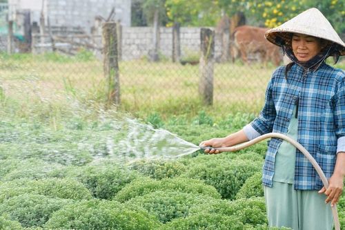 Nông dân phía Đông Lâm Đồng tất bật chăm hoa Tết Bính Ngọ 2026