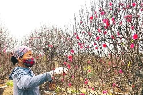 Làng hoa Phương Viên vào vụ Tết