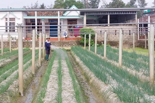 Xây dựng vùng rau an toàn Thanh Thủy