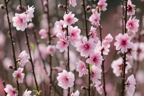 Đào nở rộ trước Tết, nông dân Nghệ An đứng ngồi không yên