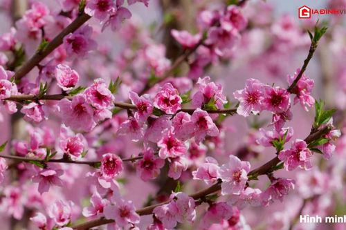 Chủ nhà vườn chỉ cách chăm đào cảnh ra hoa đúng dịp Tết