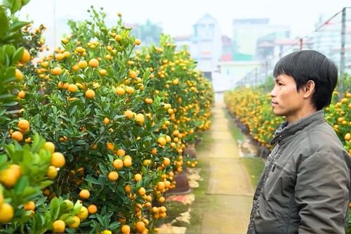 Làng quất Tứ Liên đón xuân